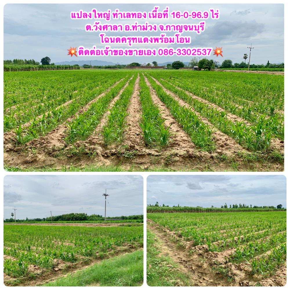 ที่ดินทำเลทองผืนใหญ่16ไร่ วังศาลา ท่าม่วง แปลงสวย ทำเลดี แหล่งชุมชน ใกล้ทางด่วนM81 จากกรุงเทพเพียง1ชม. คมนาคมสะดวก